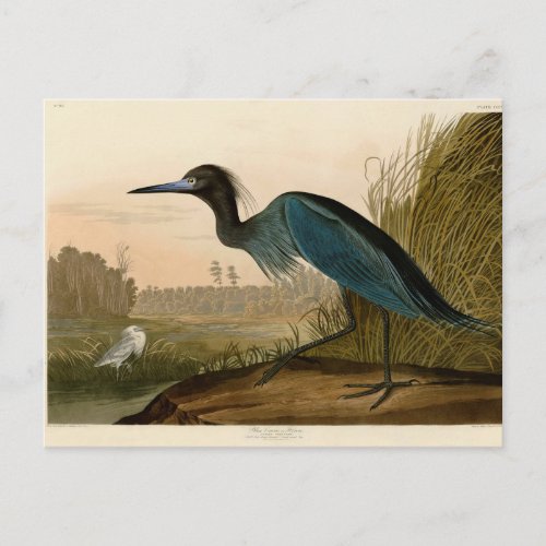 Blue Crane Heron Audubon Painting Postcard