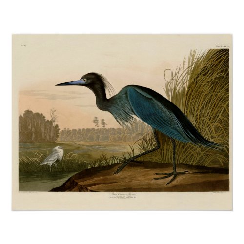 Blue Crane Heron Audubon Painting Poster