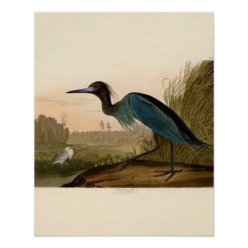 Blue Crane Heron Audubon Painting Poster