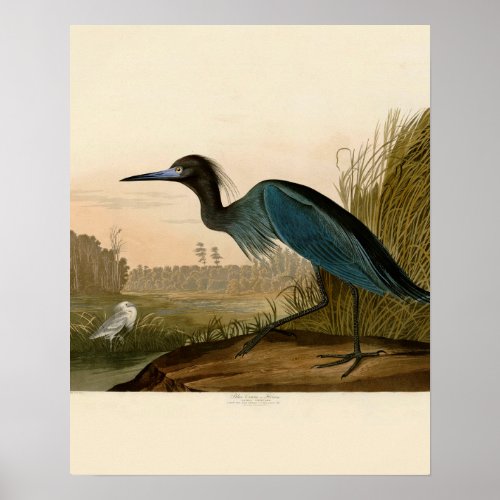 Blue Crane Heron Audubon Painting Poster