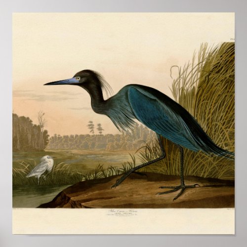 Blue Crane Heron Audubon Painting Poster