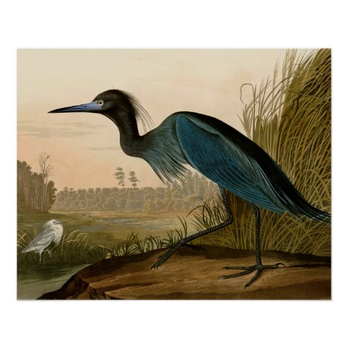 Blue Crane Heron Audubon Painting Poster