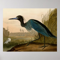 Blue Crane Heron Audubon Print Coastal Art