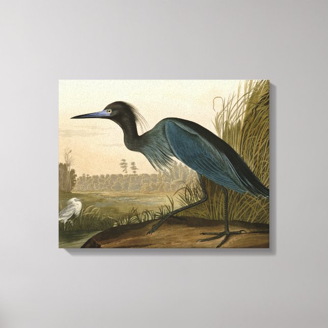 Blue Crane Heron Audubon Print Coastal Art (Front)