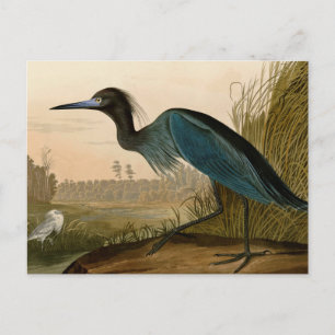 Blue Crane Heron Audubon Print Coastal Art Postcard