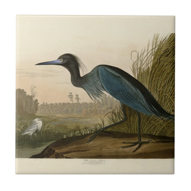 Blue Crane Heron Audubon Print Coastal Art Tile (Front)