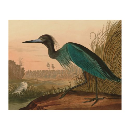 Blue Crane or Heron Birds of America Audubon Print