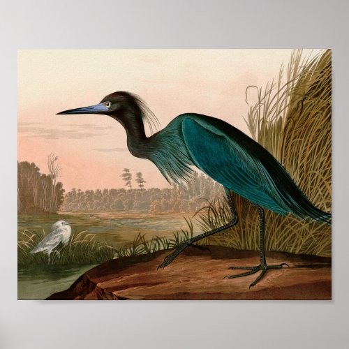 Blue Crane or Heron Birds of America Audubon Print