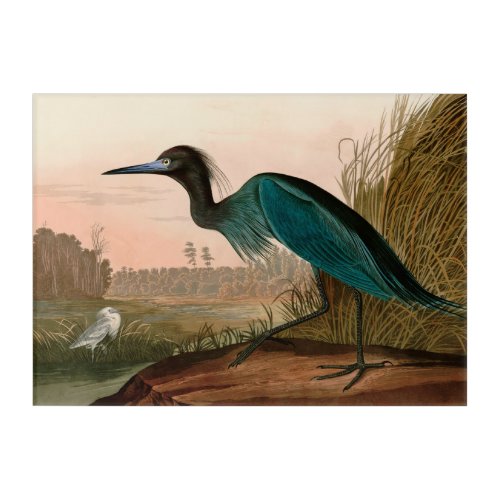 Blue Crane or Heron Birds of America Audubon Print Acrylic Print