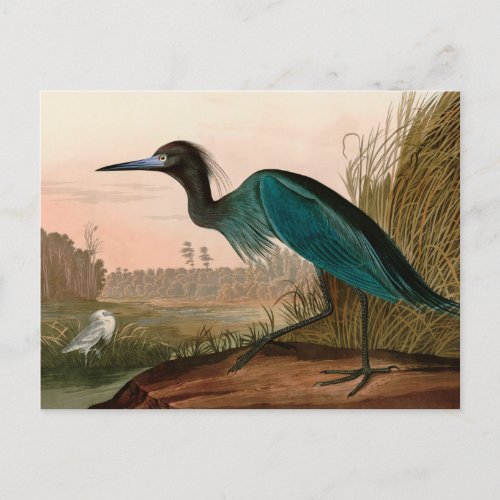 Blue Crane or Heron Birds of America Audubon Print Holiday Postcard