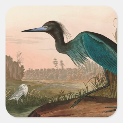 Blue Crane or Heron Birds of America Audubon Print Square Sticker
