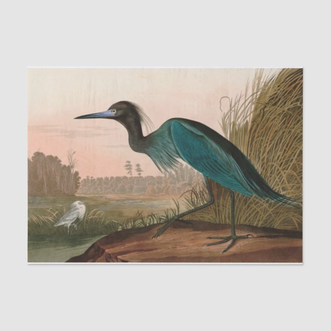 Blue Crane or Heron Birds of America Audubon Print Tissue Paper (Front)