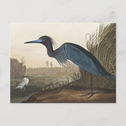 Blue Crane or Heron from Birds of America Postcard