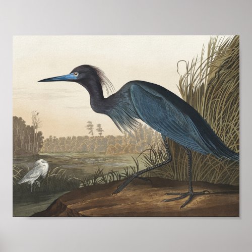 Blue Crane or Heron from Birds of America Poster