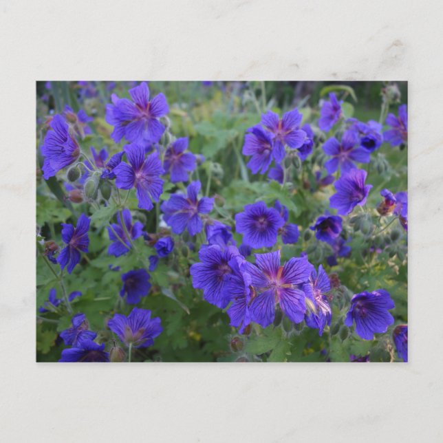 Blue Cranesbill Flowers Postcard (Front)