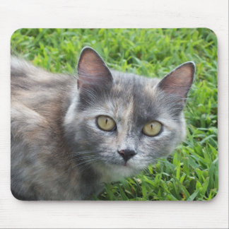 Blue Cream -Tortie Kitty Mouse Pad