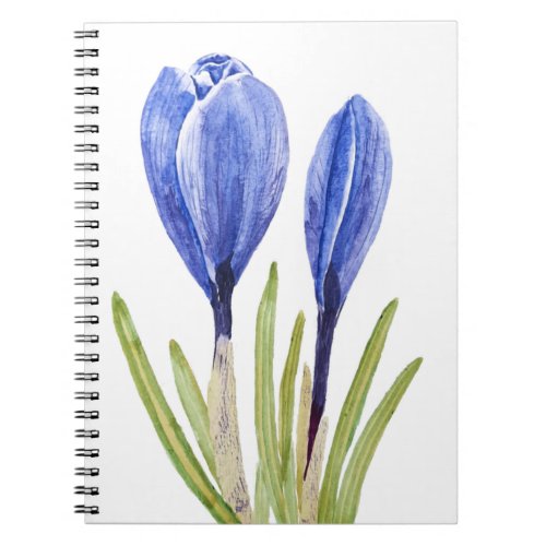 blue crocus buds watercolor painting notebook