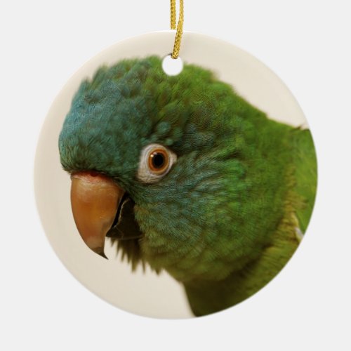 Blue_crowned Conure Ornament