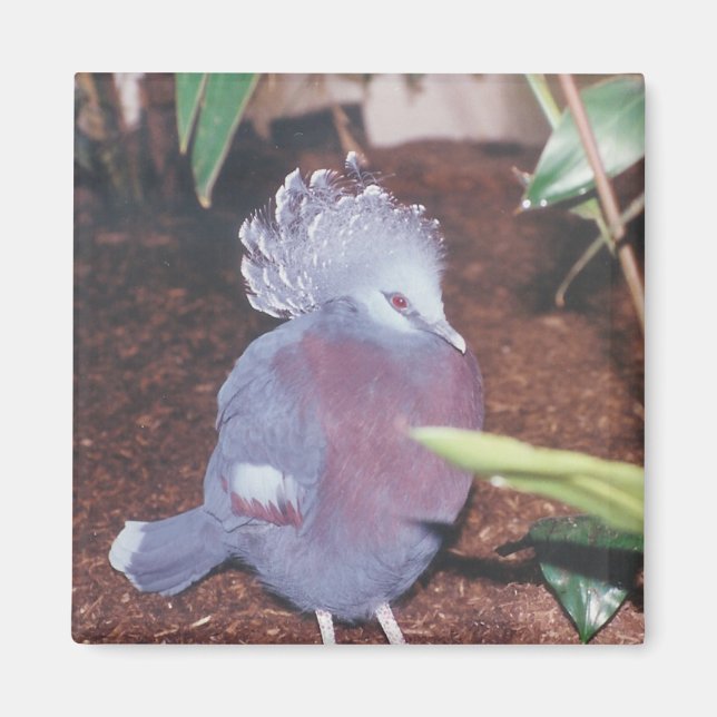 Blue crowned imperial pigeon - magnet (Front)