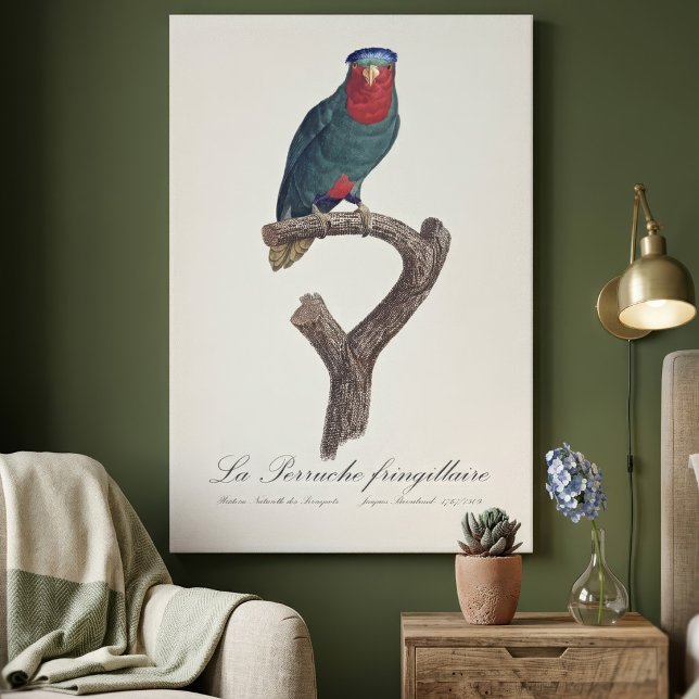 Blue-Crowned Lorikeet, Vini Australis Canvas Print (Blue-Crowned Lorikeet, Vini Australis. Canvas Print)