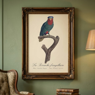 Blue-Crowned Lorikeet, Vini Australis Photo Print