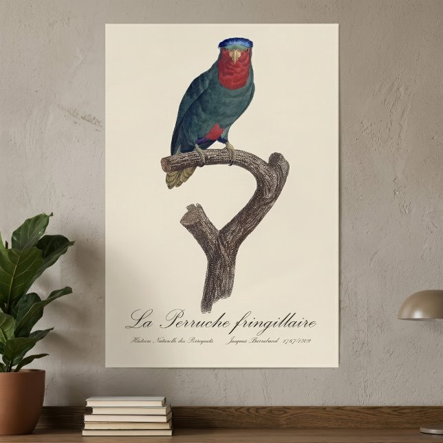 Blue-Crowned Lorikeet, Vini Australis Poster (Blue-Crowned Lorikeet, Vini Australis. Poster)