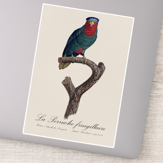 Blue-Crowned Lorikeet, Vini Australis Sticker (Blue-Crowned Lorikeet, Vini Australis. Sticker)