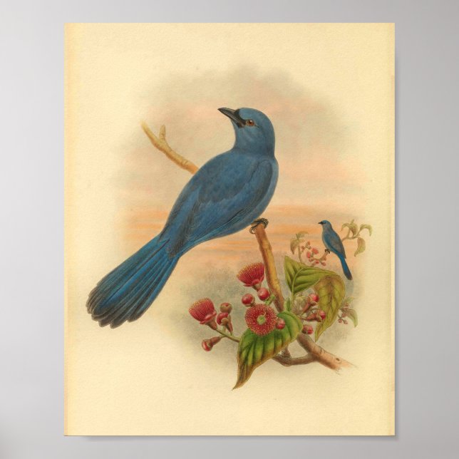 Blue Cuckoo Shrike Bird Vintage Print Red Flowers (Front)