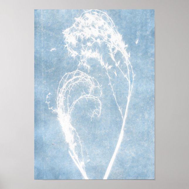Blue Cyanotype Plant Heart Poster (Front)