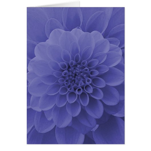 Blue Dahlia Cards (Front)