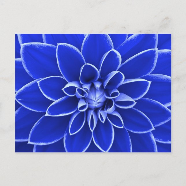 Blue dahlia flower postcard (Front)