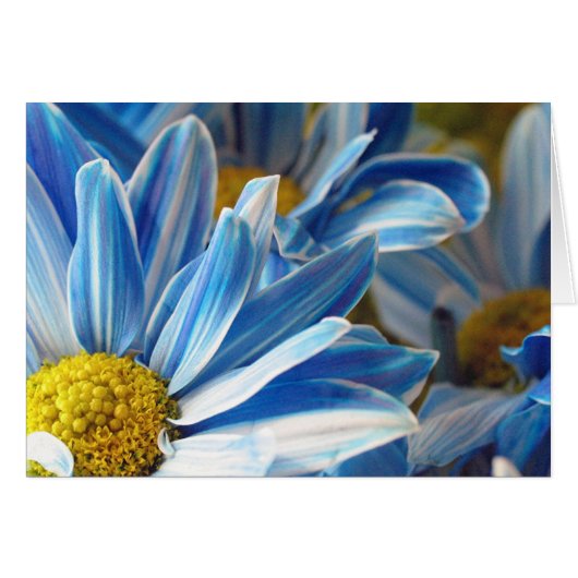 Blue Daises #2 Cards (Front Horizontal)