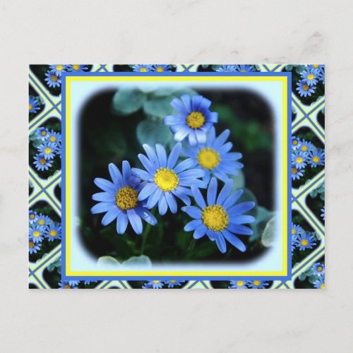Blue Daisies Postcard