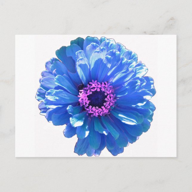 Blue daisy blue floral photo postcard (Front)