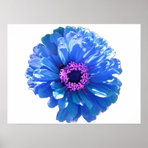 Blue daisy blue floral photo  poster