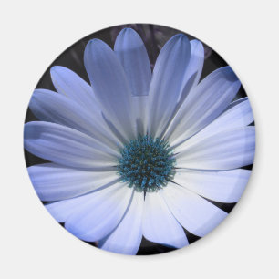 Blue Daisy Flower Magnet