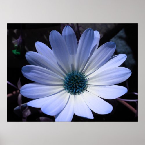 Blue Daisy Flower Poster