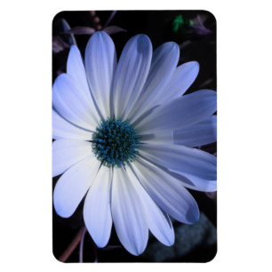 Blue Daisy Flower Premium Magnet
