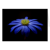 Blue Daisy Gerbera Flower on a Black background (Front Horizontal)