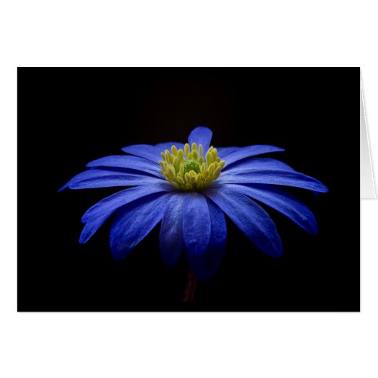 Blue Daisy Gerbera Flower on a Black background (Front Horizontal)