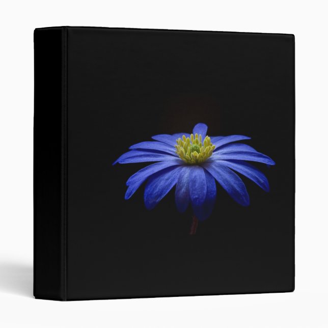 Blue Daisy Gerbera Flower on a Black background Binder (Front/Spine)