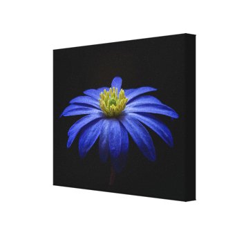 Blue Daisy Gerbera Flower on a Black background Canvas Print | Zazzle