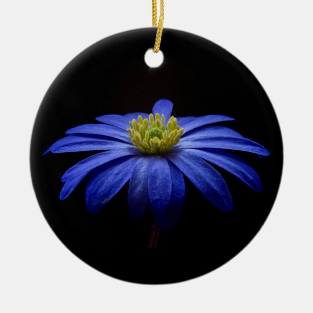 Blue Daisy Gerbera Flower on a Black background Ceramic Ornament (Front)