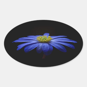 Blue Daisy Gerbera Flower on a Black background Oval Sticker