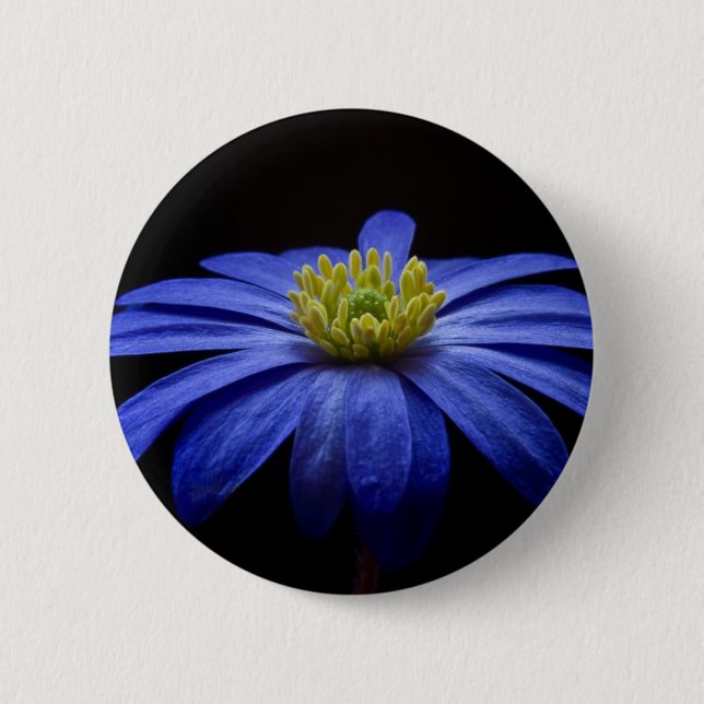 Blue Daisy Gerbera Flower on a Black background Pinback Button (Front)