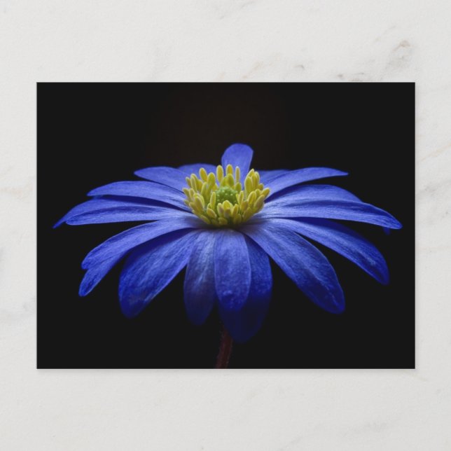 Blue Daisy Gerbera Flower on a Black background Postcard (Front)
