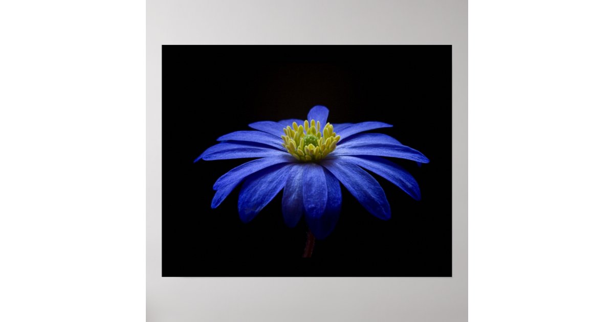 Blue Daisy Gerbera Flower on a Black background Poster | Zazzle