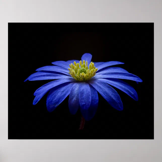 Blue Daisy Gerbera Flower on a Black background Poster | Zazzle