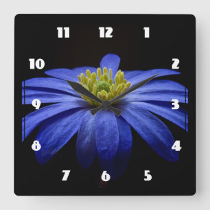 Blue Daisy Gerbera Flower on a Black background Square Wall Clock