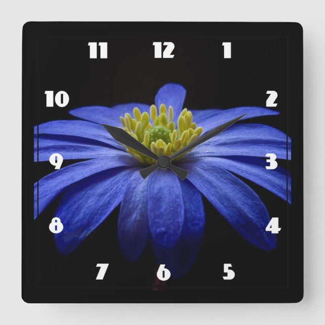 Blue Daisy Gerbera Flower on a Black background Square Wall Clock (Front)